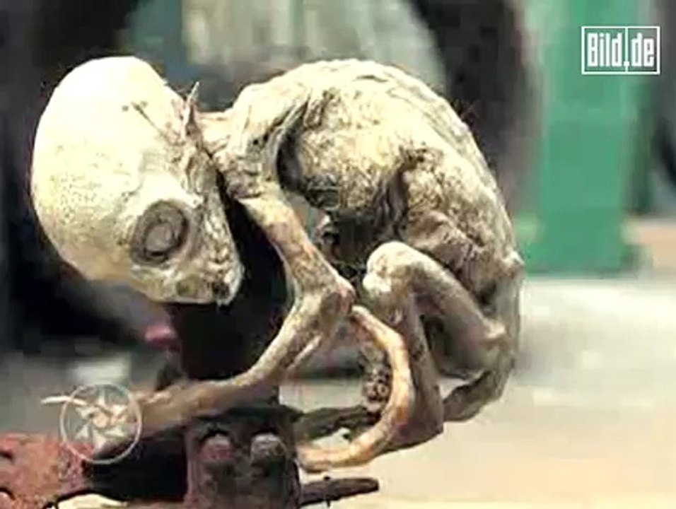 Meksika'da Bulunan İlginç Yaratık