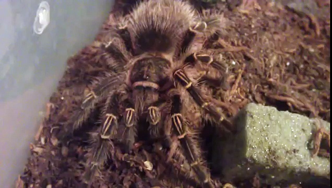 Great for beginners Chaco Golden Knee Tarantulas