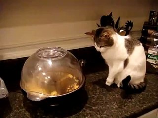 Cat vs popcorn maker