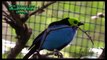 Birds - San Diego Zoo - Hummingbirds