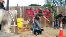 Berkeley Trick Dog Training: Canine Circus Class sept 25, 2011, Bay Area Dog Trainer