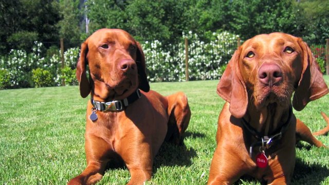 Happy Holidays from Hungarian Vizslas