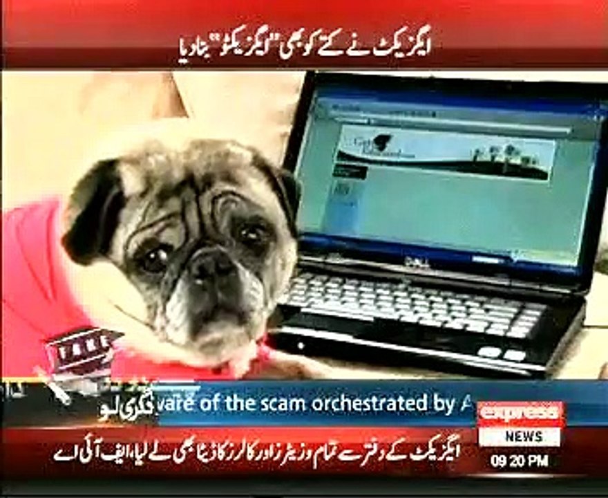 Dog Purchued I T Degree From AXACT company