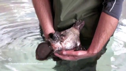 A baby platypus love caresses