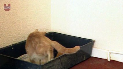 Cat Adopts Baby Rabbit