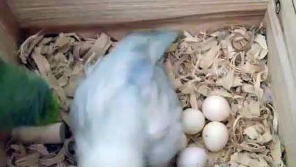 5 eggies--Jan 21-23, 2012