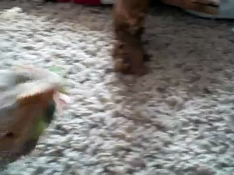 Bearded dragon eating praying mantis