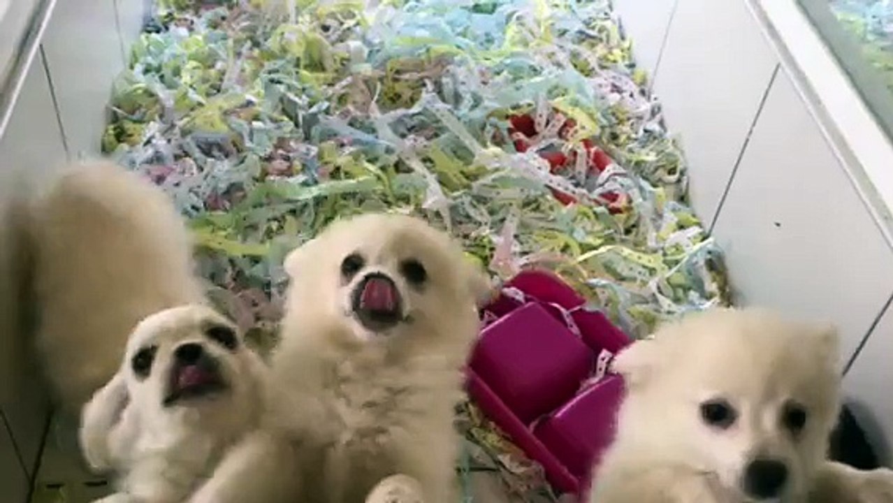 MİNYATÜR BEYAZ SPİTZ BEYAZ PEKİNEZ VE SİYAH PUG YAVRULARI