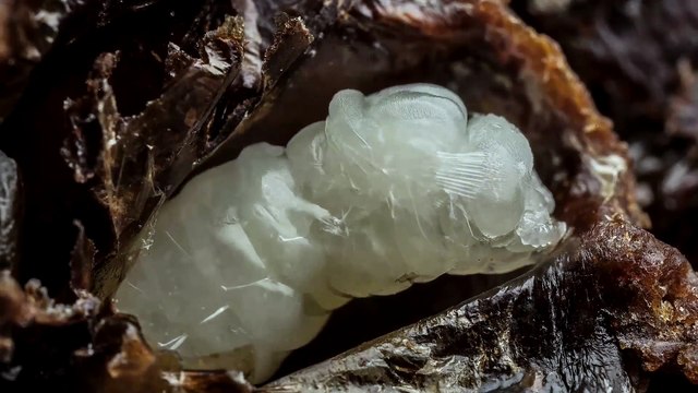 Naissance d'une abeille Timelapse