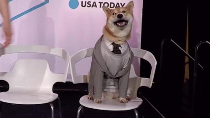 Meet some of the most famous dogs on social media