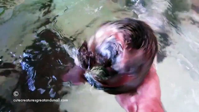 Un bébé ornithorynque adore les câlins