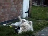 lucy the breakdancing dog