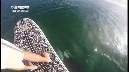 Un orque aborde un homme en paddle (Nouvelle-Zélande) - La chambre des Liens