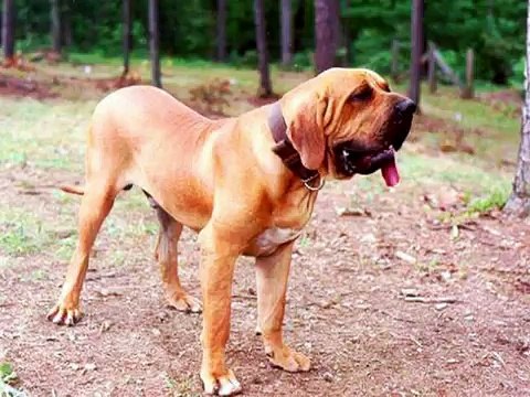 Fila Brasileiro - Brazilian Mastiff.