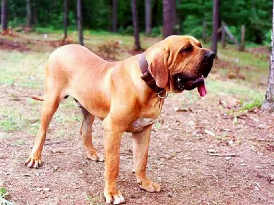 Fila Brasileiro - Brazilian Mastiff.