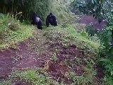 Gorilas salvajes