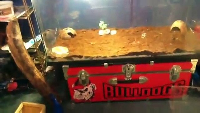 How to set up a hermit crab cage