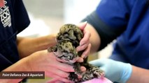 Endangered Clouded Leopard Gives Birth To Four Adorable Cubs