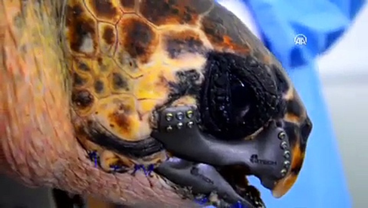 Une tortue sauvée grâce à un bec imprimé en 3D