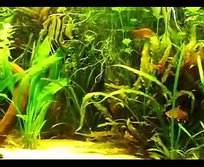 Prachtschmerlen in 650 Liter Aquarium am 07.10.2010