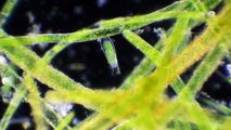 Algen und Einzeller (G2A)