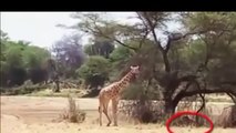 ATTACK - Lion Attack Giraffe - Tiger Attack Warthog [Dangerous]