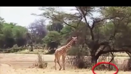 ATTACK - Lion Attack Giraffe - Tiger Attack Warthog [Dangerous]