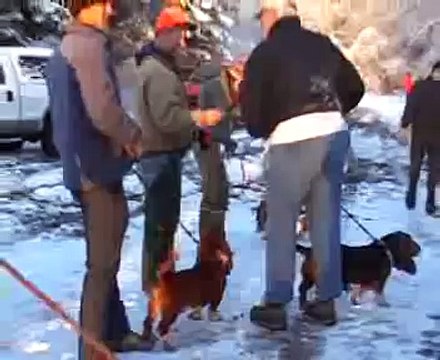 Hunting Basset Hounds