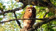 Tawny Owls & Buzzard