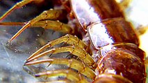 Monster Bug Wars-Worlds Largest Venomous Centipede