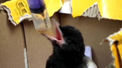 Feeding an abandoned baby magpie