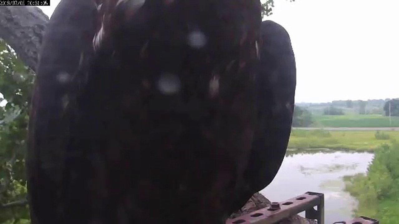 MNBound Eagles Peace Branches Out 7-5-13