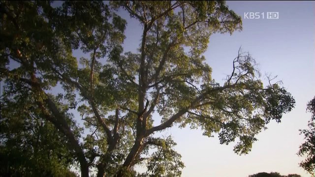 [ 동물의 세계 ] 2012 1109 HD.tp