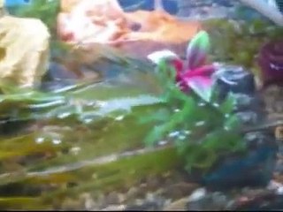 My Fire Bellied Newts