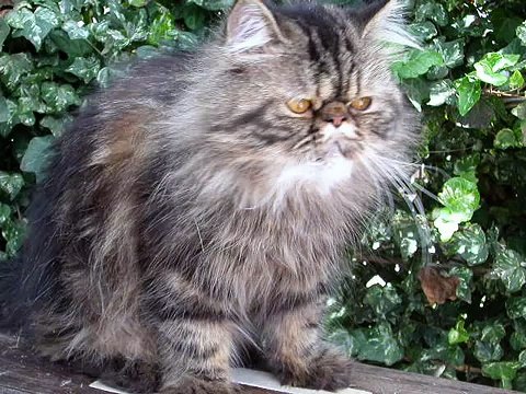 GATOS, BLANCOS, PERSAS Y OTROS. PERRO COCKER MUSICA CLASICA, ROMANCE PARA VIOLIN DE BEETHOVEN