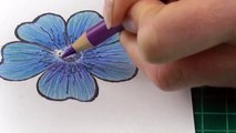 Colouring technique with coloured pencils flowers