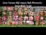 Cara Tanam Biji Plumeria Bali - JepunBali.Co.Id