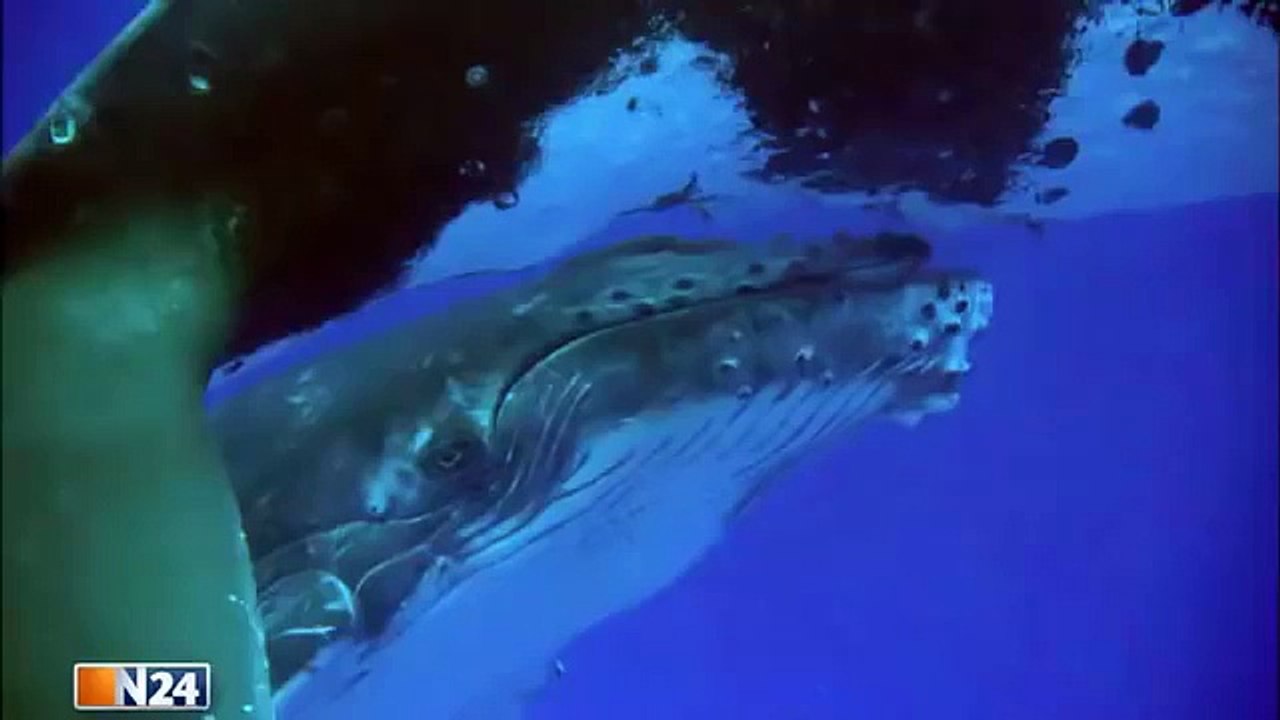 Der schwere Weg ins Paradies, Wale auf Reisen 2015