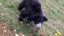 Sloth bears Whipsnade zoo