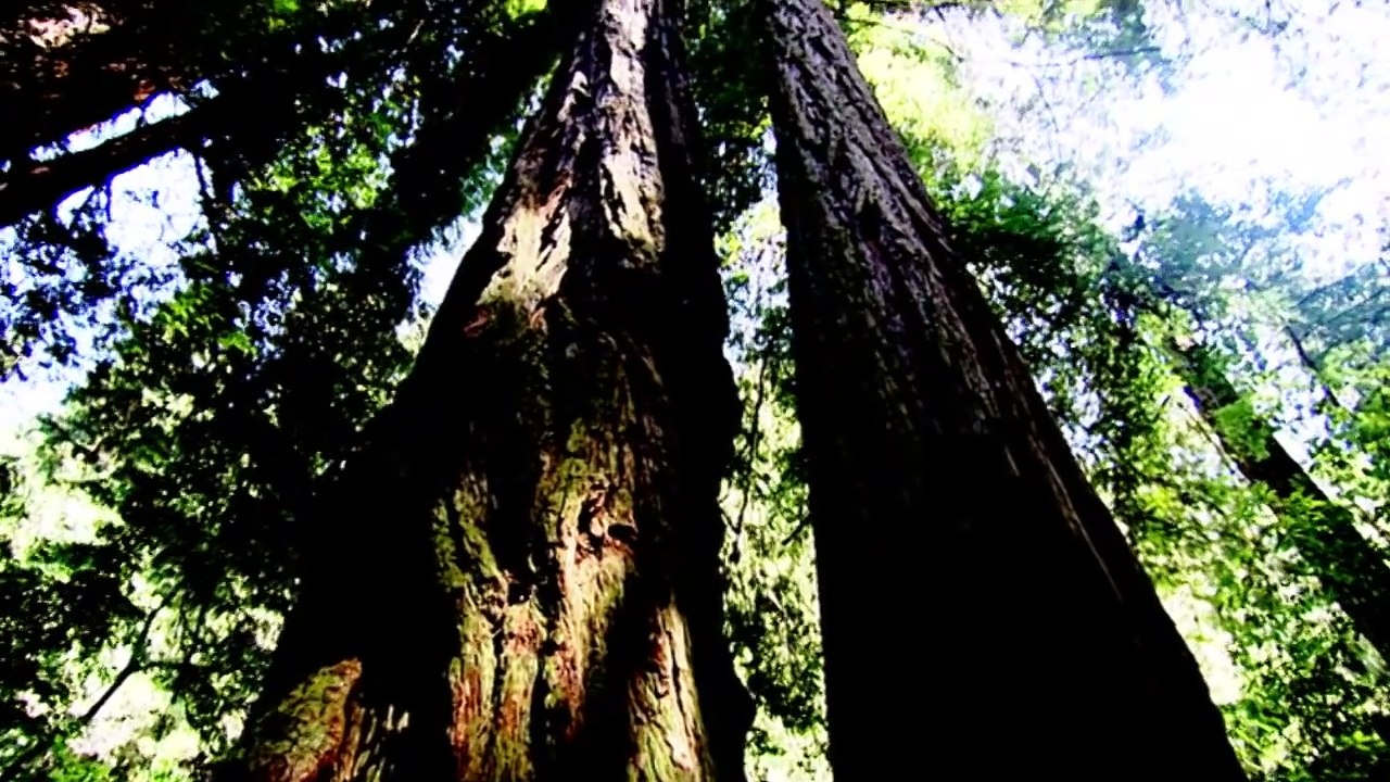 Brain, the last Enigma