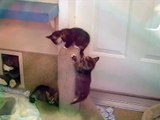 Play Time for Three Baby Kittens at Best Friends Animal Society