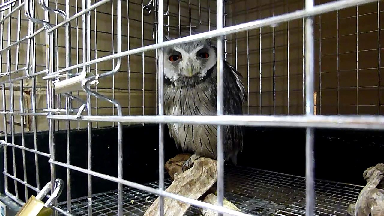 あくびをする赤ちゃんフクロウ　Yawning baby owl