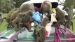 Knowsley baboons with car roof luggage