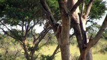 アフリカ・サファリ（ウガンダ・マーチソンフォール） Africa Safari