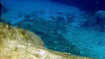 Swimming with Sea Turtles at Grand Cayman island Turtle Farm