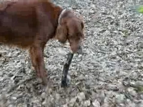 Tali chez tonton Man et tata Lolo