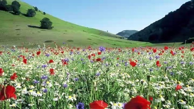 chitarra suona più piano - dal vivo - illustrata - cover by giusy