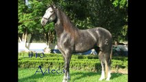 My Top 10 Favorites Horse Breeds