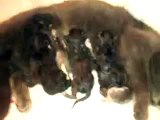 Mother Feeding Newborn Kittens