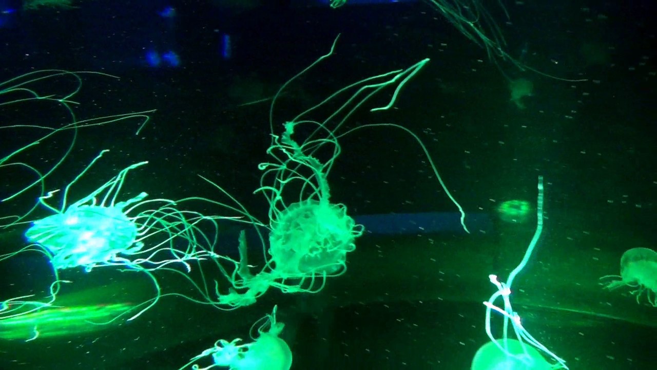 2015-05-20 - Aquarium de Québec